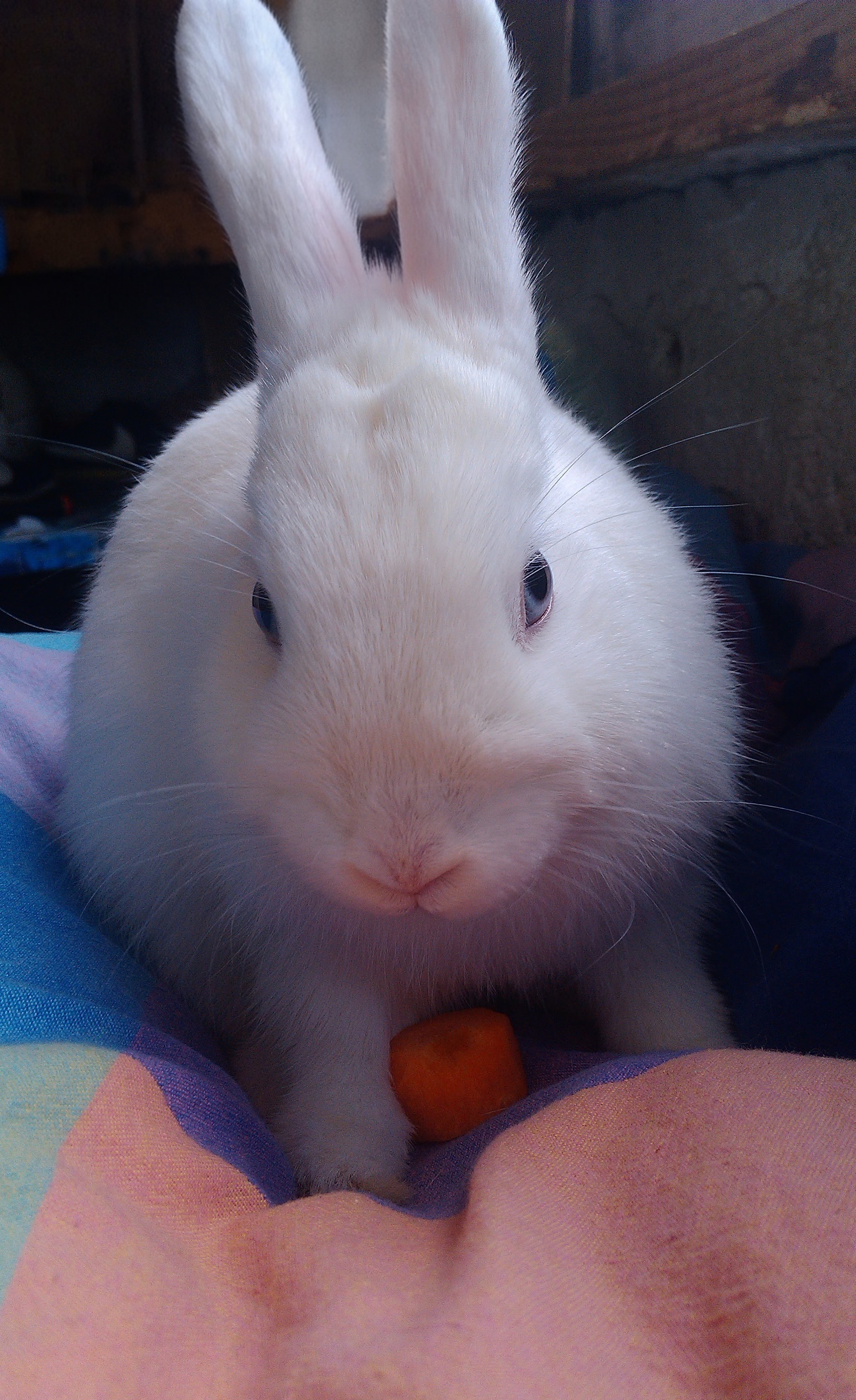 Bílý králíček Jaša maskot Art Studio Vitráže